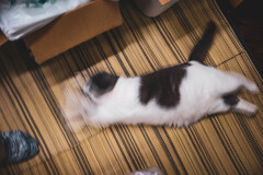 邪魔する猫