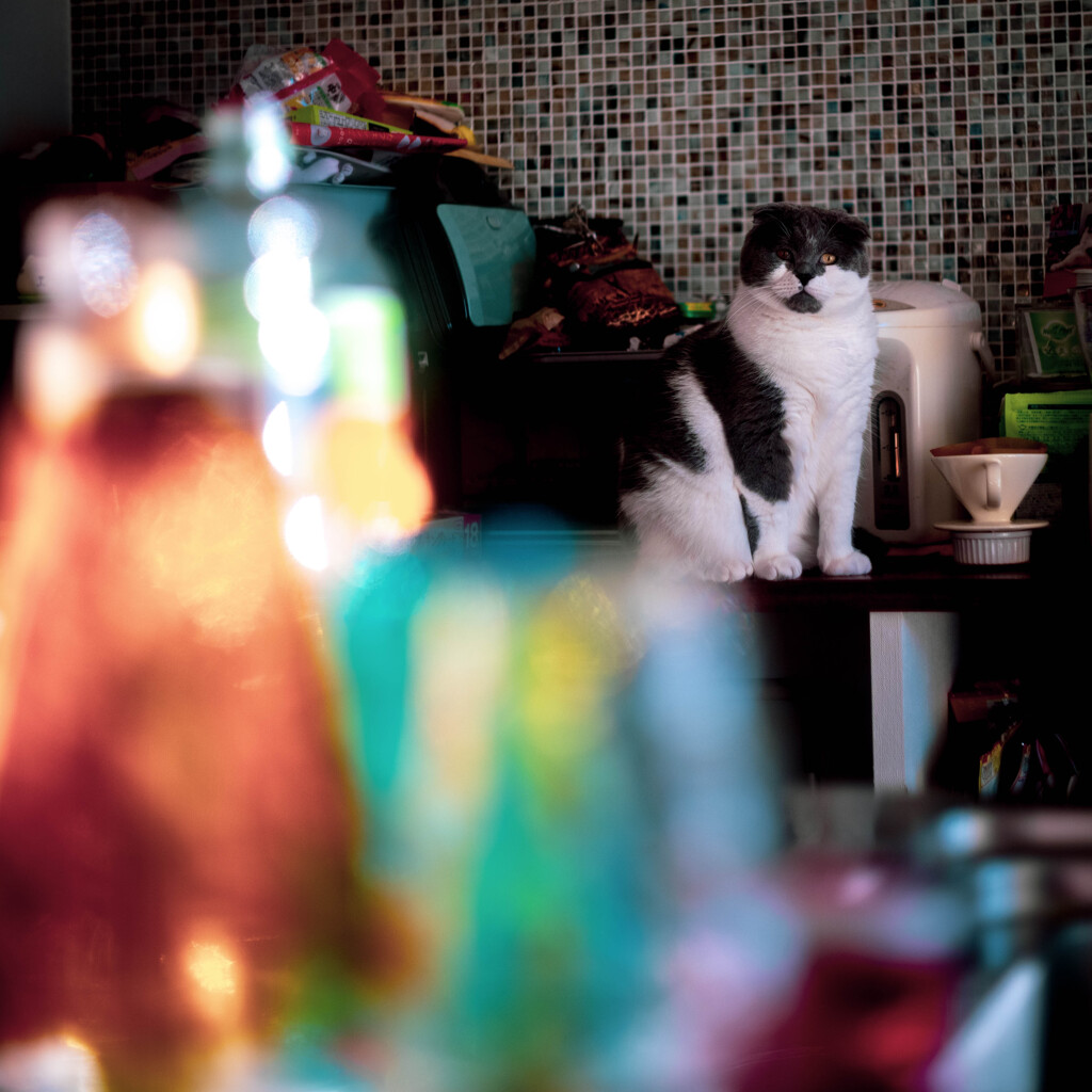 ウチの猫