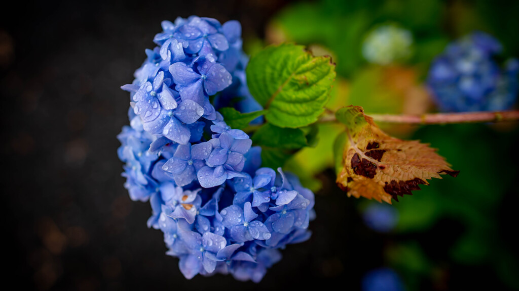 紫陽花