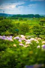 紫陽花のある街