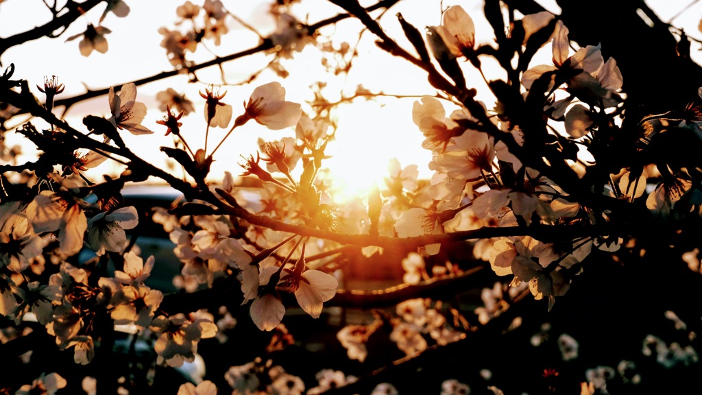夕陽と桜