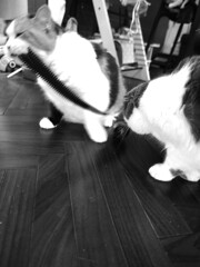 失敗したフィルムと猫