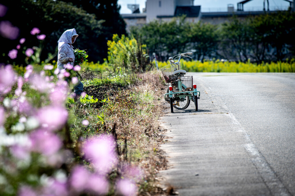 秋の田園にて