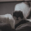 ガラスに写った猫と私