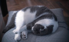 まるまっているねこ