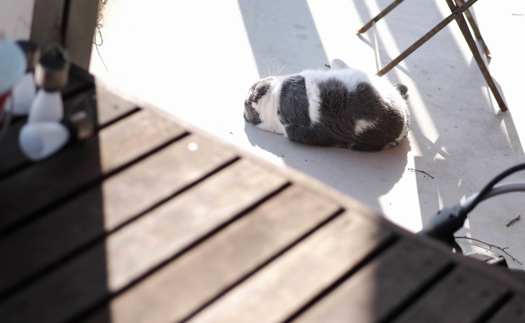 寝てしまったねこ