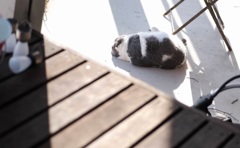 寝てしまったねこ
