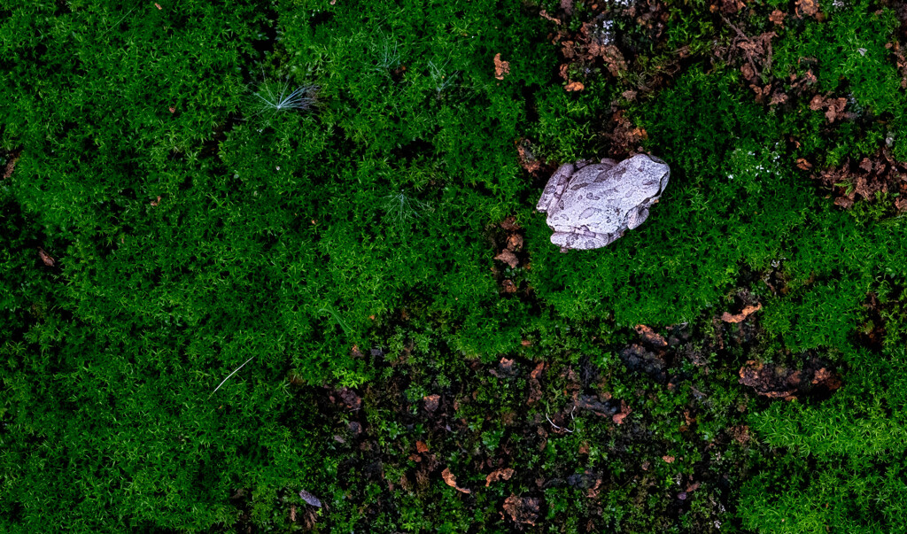 苔のなかの蛙