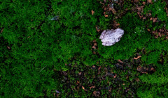 苔のなかの蛙