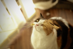 猫じゃれない