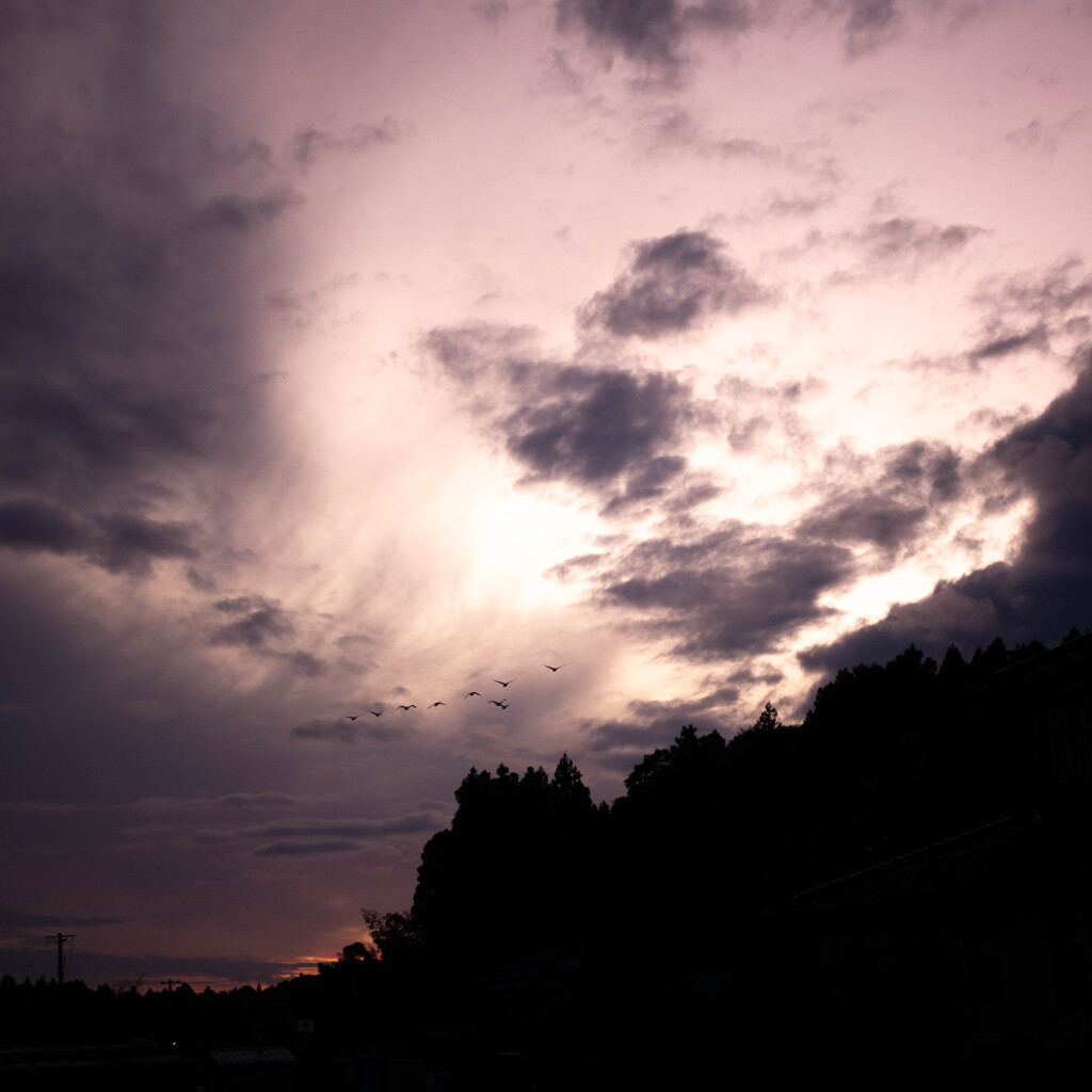 白鳥の夕暮れ