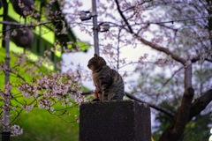 高田公園の猫