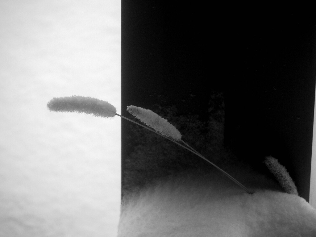 ねこじゃらしと雪