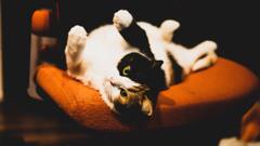 猫とオレンジ