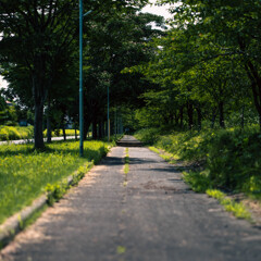 誘われる道