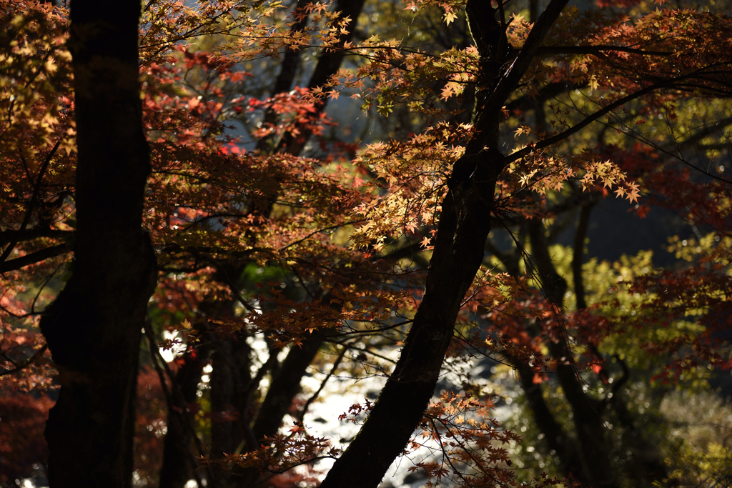 紅葉