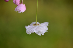 八重桜