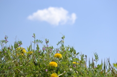 たんぽぽと空