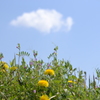 たんぽぽと空