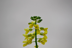 黄色い花
