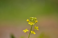 菜の花