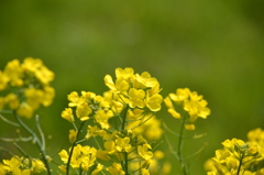 菜の花