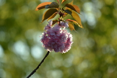 パイナップルみたいな八重桜