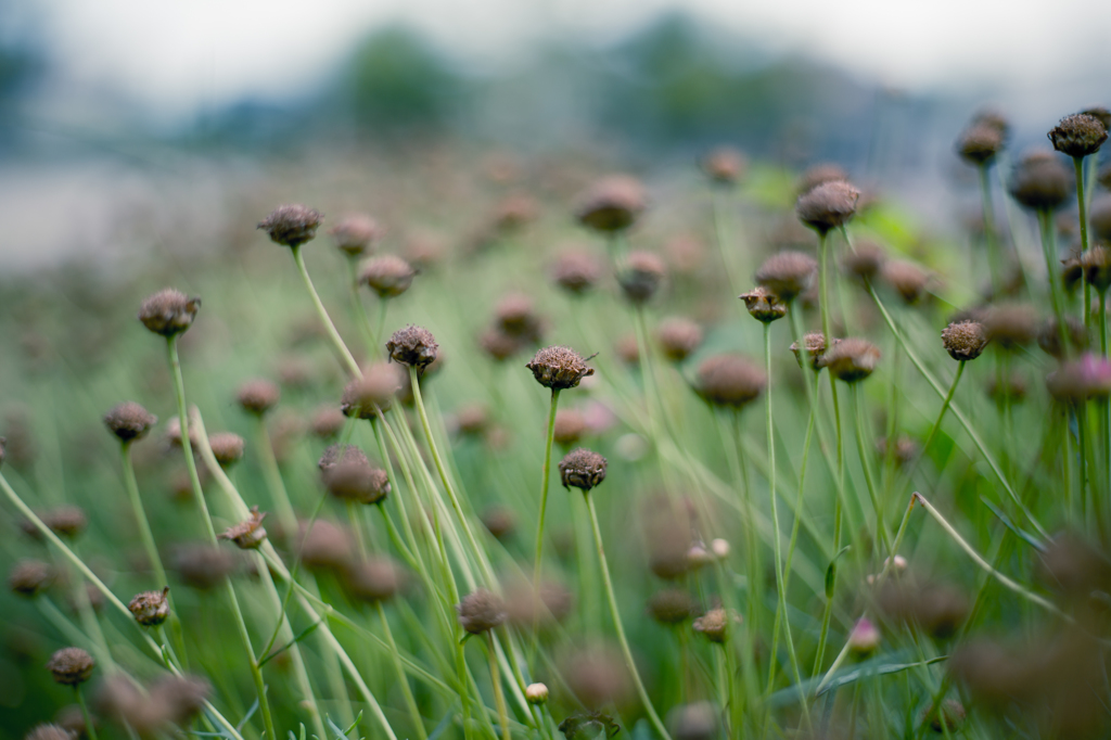 Green,Brown