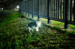 夜に潜む