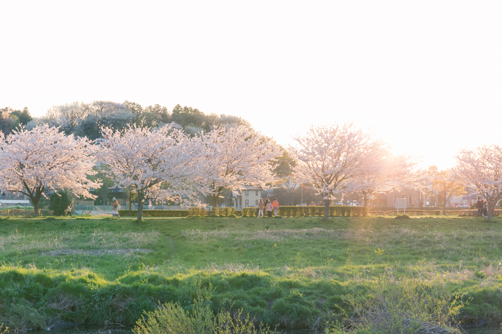 夕日を受けて