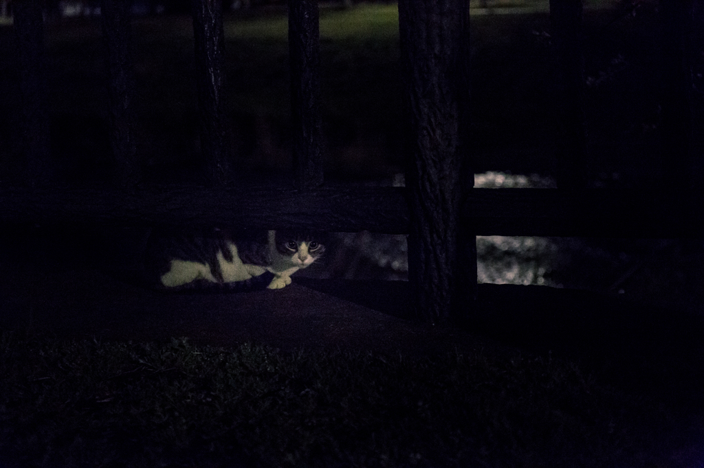 夜に潜む。