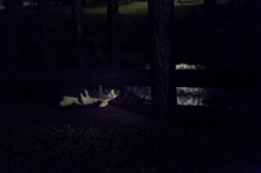 夜に潜む。