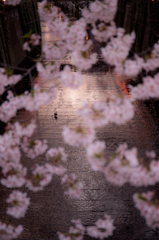 ひっそりお花見