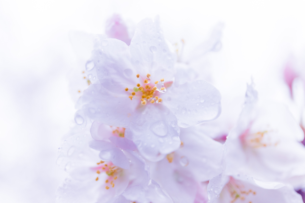 雨を受けとめ