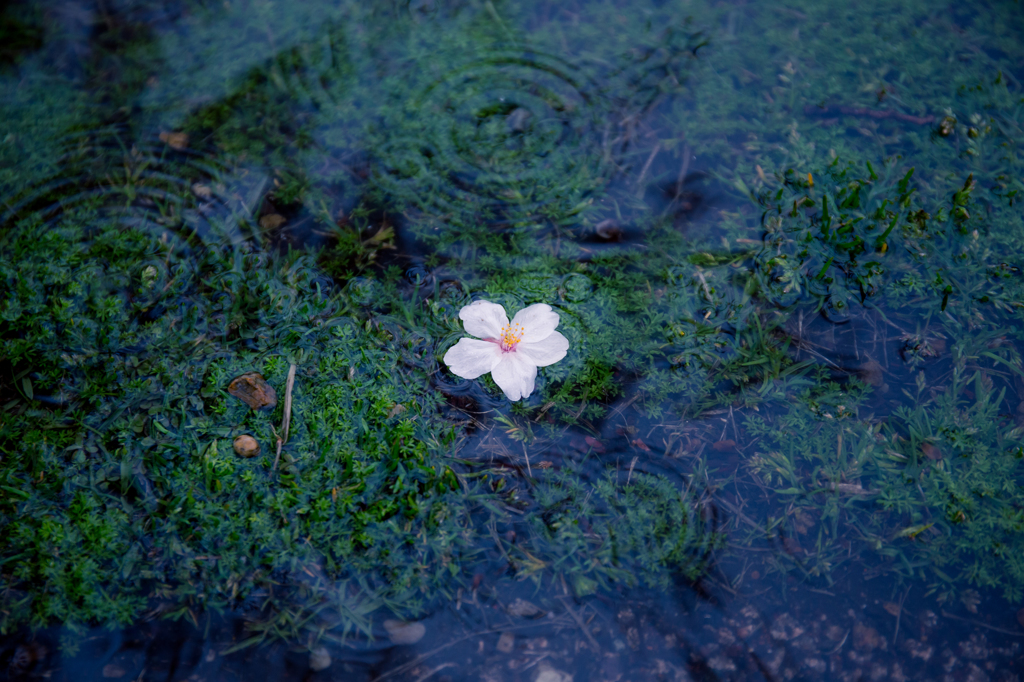 花散らしの雨