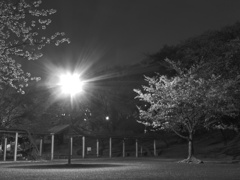 今宵の桜