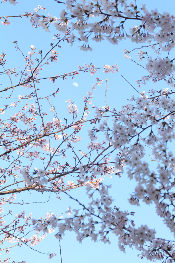 桜と月