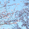 桜と月
