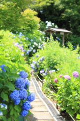 紫陽花の季節