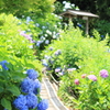 紫陽花の季節