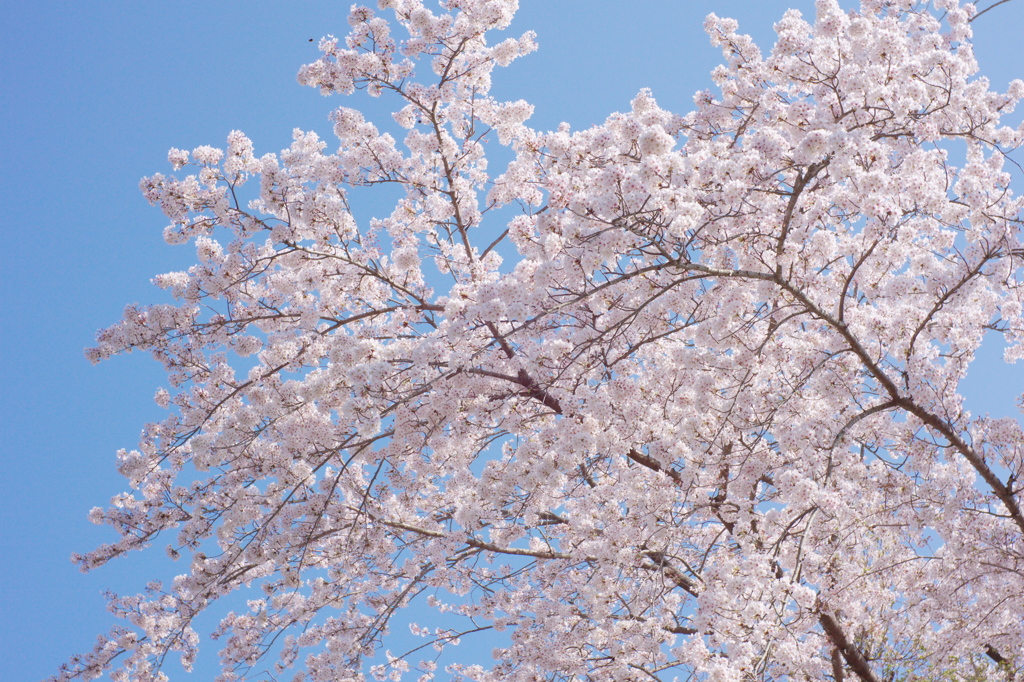 今年の桜