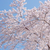 今年の桜