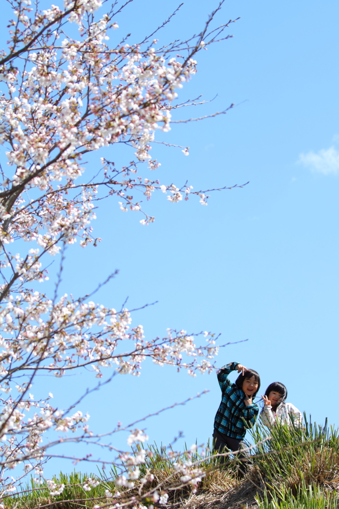 青空と桜の下で