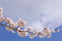桜のスプーン