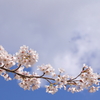 桜のスプーン