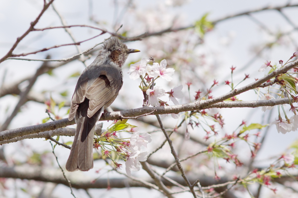 ヤンキー鳥