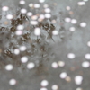 桜の散る頃