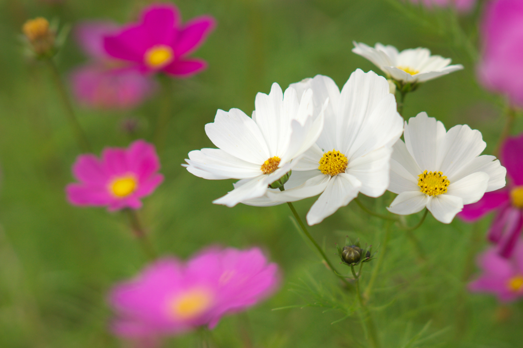 秋桜