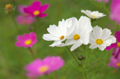 秋桜