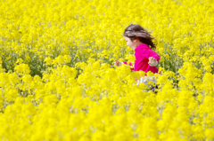 菜の花畑をかける少女